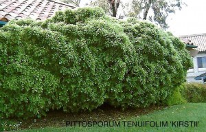 Pittosporum tenuifolium 'Kirstii'